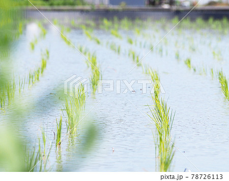 輝く稲の苗 田植え 輝く稲の苗 田植え 78726113
