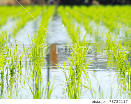 輝く稲の苗 田植え 輝く稲の苗 田植え 78726117