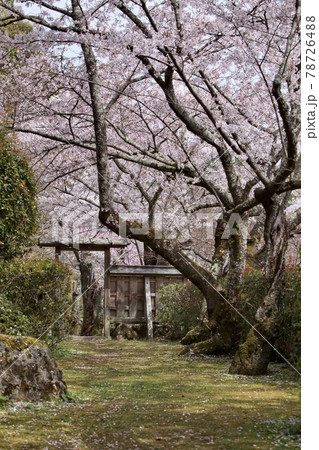 春の勝持寺 78726488