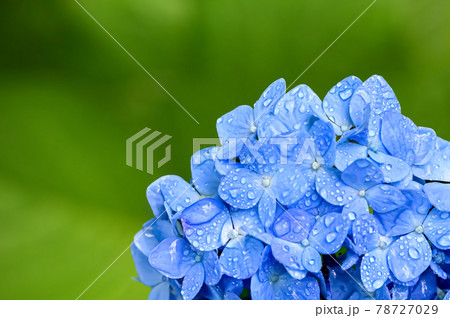 雨上がりの紫陽花（Hydrangea） 78727029
