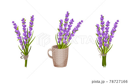 Bunch of Violet Lavender Twigs Tied Together and Rested in Mug Vector Set 78727166