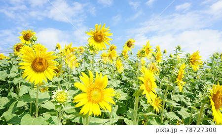 満開のひまわりと青空 78727300