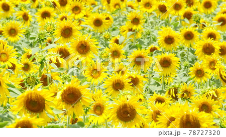 目が合うひまわり 目が合うひまわり 78727320