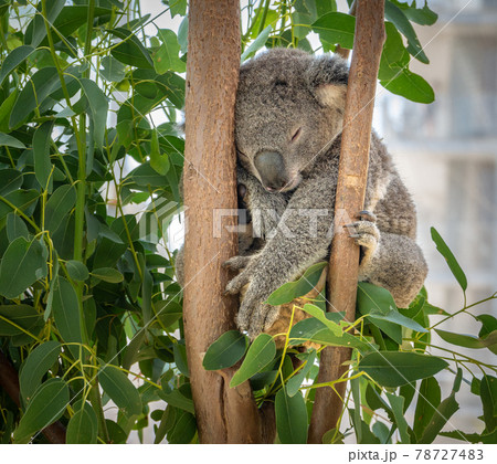 Koala bear sleeping, shot in Sydney, New South Wales, Australia Koala bear sleeping, shot in Sydney, New South Wales, Australia 78727483