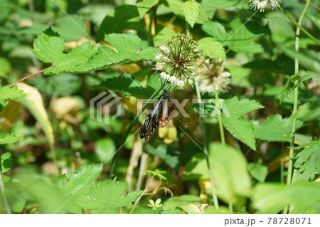 行者ニンニクの蜜を吸うアサギマダラ 行者ニンニクの蜜を吸うアサギマダラ 78728071
