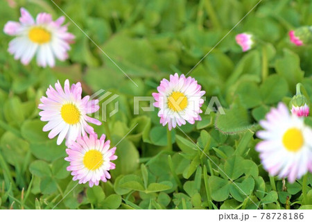 公園の草花 78728186