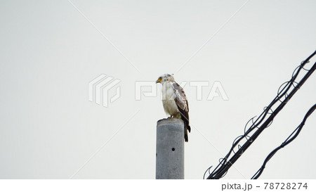 電信柱で佇むカンムリワシ 電信柱で佇むカンムリワシ 78728274