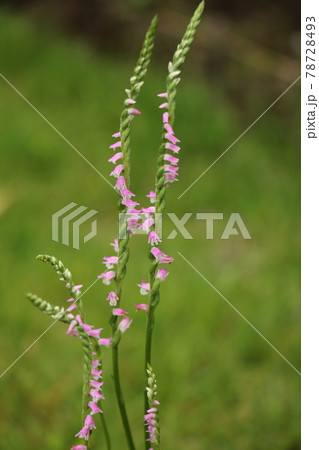 ネジリバナ ネジリバナ 78728493