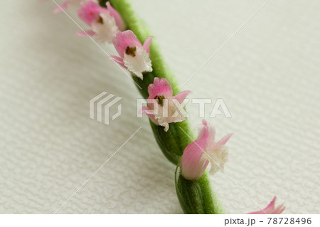 ネジリバナ 78728496