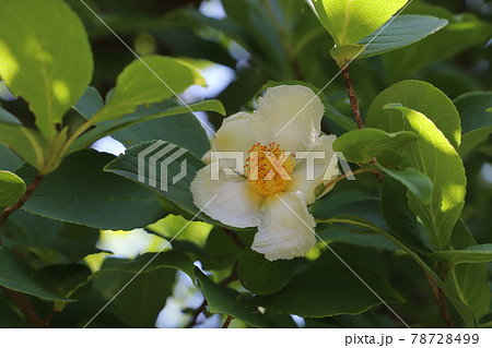 初夏の庭に咲くナツツバキの白い花の写真素材