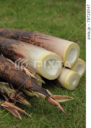 タケノコ（真竹） 78728547