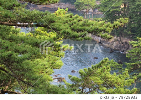 松の木越しに見える海 五浦観光ホテルより眺望 松の木越しに見える海 五浦観光ホテルより眺望 78728932