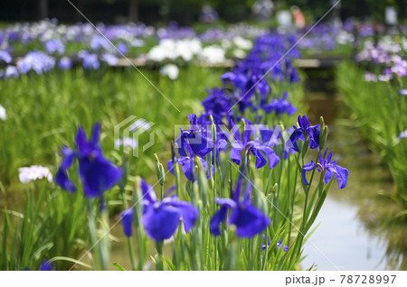 ハナショウブ（花菖蒲） 78728997