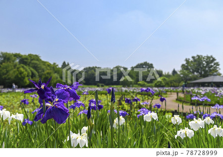 ハナショウブ（花菖蒲） 78728999