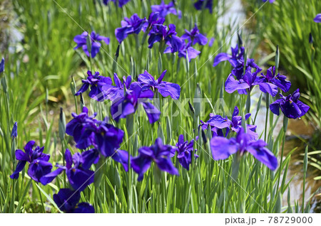 ハナショウブ（花菖蒲） 78729000