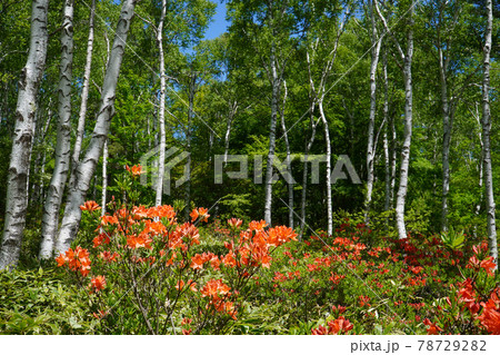 八千穂高原のレンゲツツジ 78729282