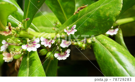クサトベラの花 78729283