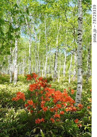 八千穂高原のレンゲツツジ 78729339