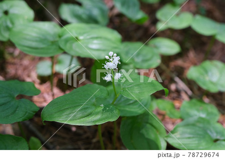 マイヅルソウの花、6月上高地の山林 マイヅルソウの花、6月上高地の山林 78729674
