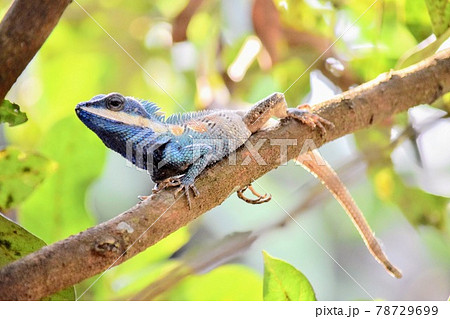 青いトカゲ 78729699