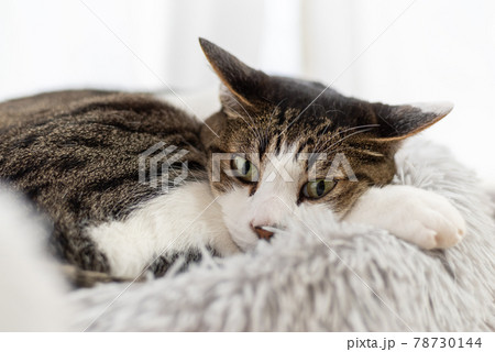 くつろぐ猫　キジトラ猫 78730144
