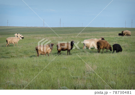 cattle grazing in the meadow. Pets: sheep 78730481