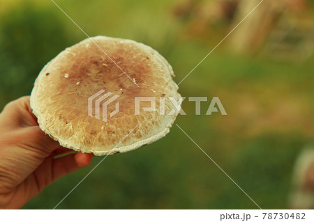 Big mushroom in the grass. Forester cuts with a knife mushroom boletus 78730482