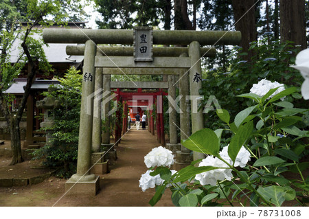 正東山 日本寺 豊田稲荷とアジサイ 正東山 日本寺 豊田稲荷とアジサイ 78731008
