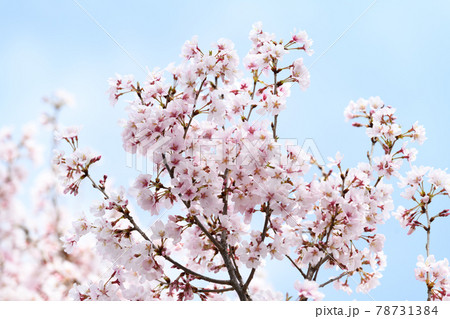 桜 桜 78731384
