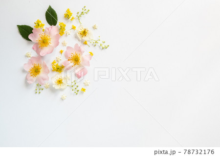 green leaves and pale pink flowers on a white background. Flat lay 78732176