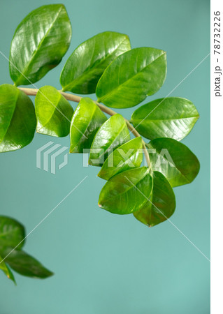 Zamiokulkas leaves on a blue background close-up. Indoor plants in a 78732226