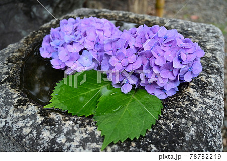 手水鉢と二輪のあじさいの花 78732249