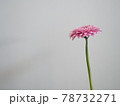 ピンクのガーベラ 78732271