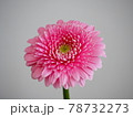 ピンクのガーベラ 78732273