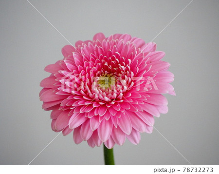 ピンクのガーベラ 78732273