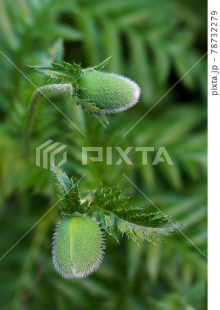 Green plant poppy flower bud Green plant poppy flower bud 78732279