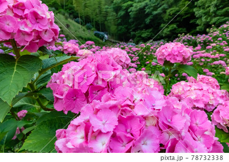 形原温泉 あじさいの里〈愛知県蒲郡市〉 78732338