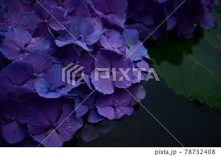 手水鉢と水面に浮かぶ紫陽花の花 78732408