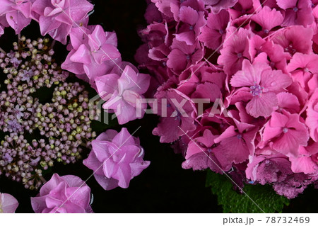 手水鉢と水面に浮かぶ紫陽花 手水鉢と水面に浮かぶ紫陽花 78732469