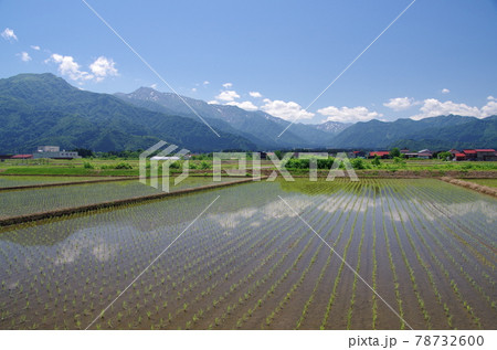 水田に映る巻機山と金城山 水田に映る巻機山と金城山 78732600