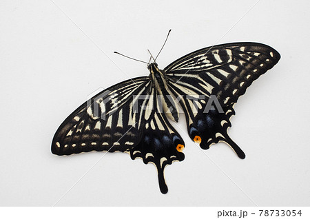 アゲハ 白背景 78733054