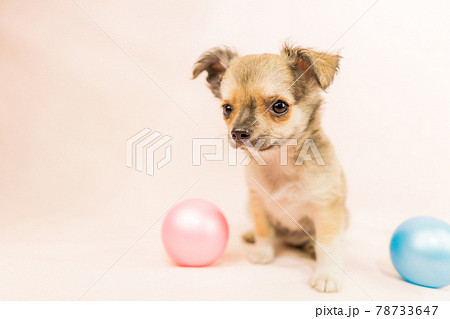 チワワの子犬 小型犬 チワワの子犬 小型犬 78733647