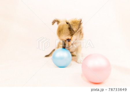 チワワの子犬 小型犬 78733649