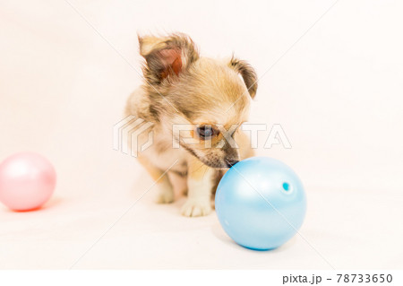 チワワの子犬 小型犬 チワワの子犬 小型犬 78733650