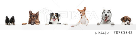 Group of five different purebred dogs sitting isolated over white studio background. Collage 78735342