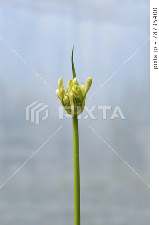 African Lily Amourette White African Lily Amourette White 78735400