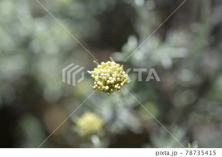 Italian everlasting flowers 78735415