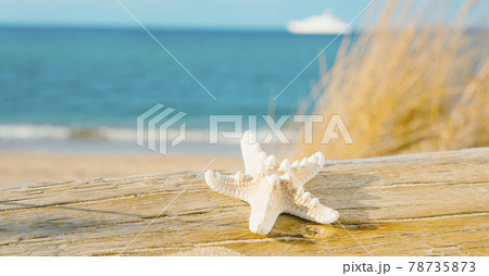 starfish on a tree trunk on the beach, web banner 78735873
