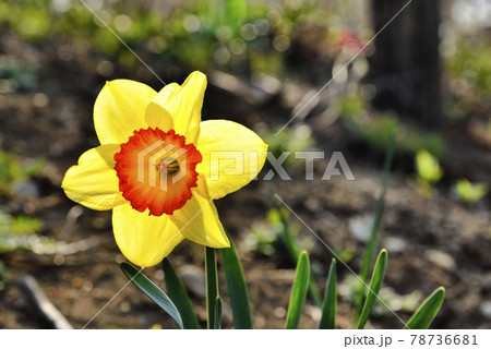 【神奈川】横須賀 くりはま花のくにのラッパ水仙 【神奈川】横須賀 くりはま花のくにのラッパ水仙 78736681