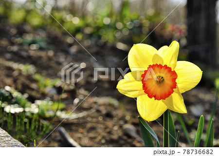 【神奈川】横須賀 くりはま花のくにのラッパ水仙 【神奈川】横須賀 くりはま花のくにのラッパ水仙 78736682